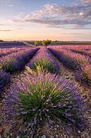 Lavendelbloesem in de Provence