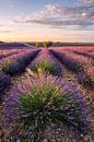 Lavender blossom in the Provence by Achim Thomae Photography thumbnail