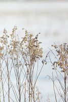 Schneewelt Wildblumen