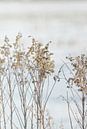 Sneeuw wereld veldbloemen van Anke Winters thumbnail