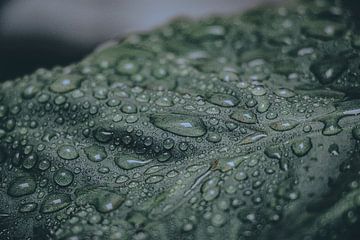 Fermeture d'une feuille verte avec des gouttes de pluie sur Nathan Segers