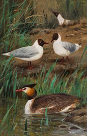 Wilhelm Kuhnert, Möwen und Haubentaucher von Atelier Liesjes