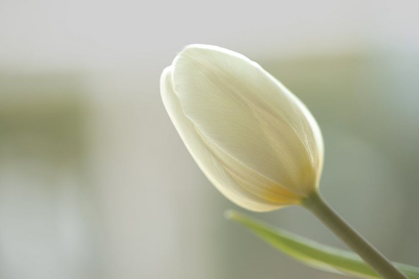 Witte tulp van Urselafotografie