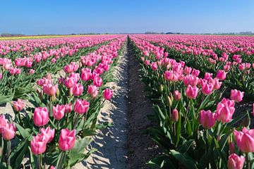 roze tulpen veld