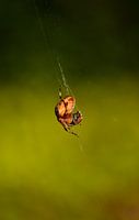 Itsy Bitsy Spider