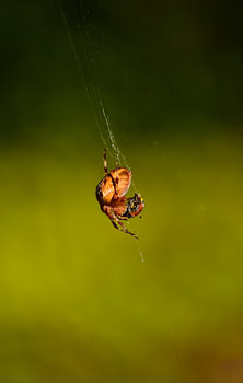 Itsy Bitsy Spider