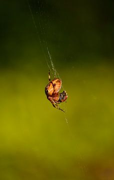 Itsy Bitsy Spider van Rosenthal fotografie