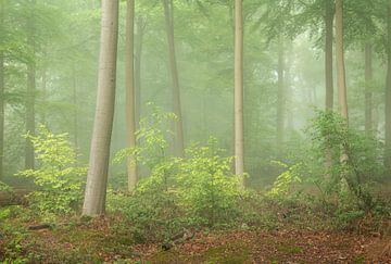 Eine schöne Waldszene im Frühjahr in den Niederlanden von Jos Pannekoek