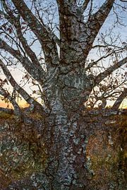 Ein Baum in Schichten