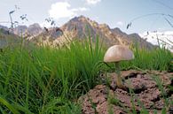 Een paddenstoel die groeit op een koeienvlaai van Toni Stauche thumbnail