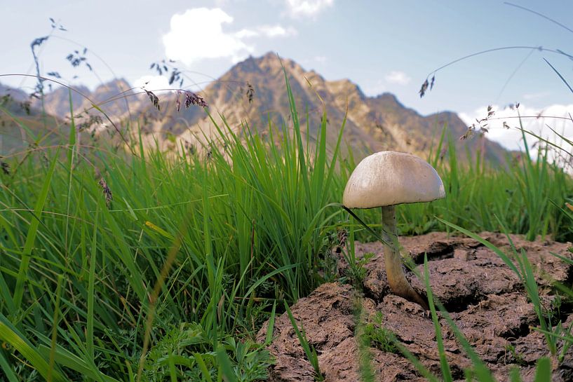 Een paddenstoel die groeit op een koeienvlaai van Toni Stauche