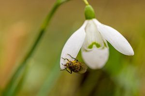 La mouche et le perce-neige