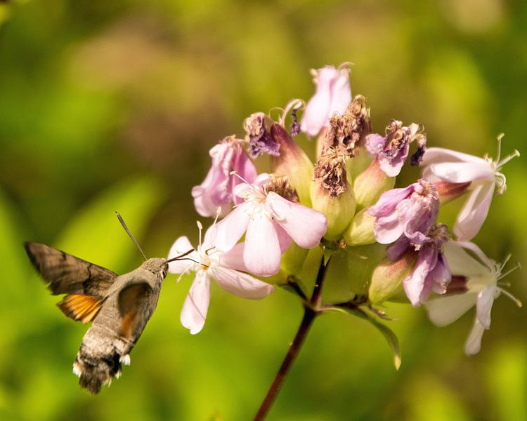 Kolibrievlinder. by Robert Moeliker