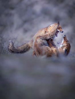 Couple de renards qui se battent
