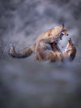 Kämpfendes Fuchspaar von Menno Dekker