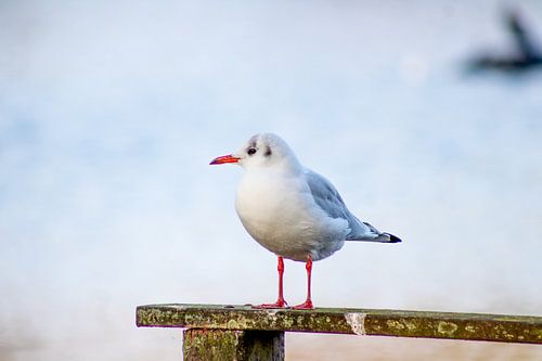 De meeuw in het spotlicht