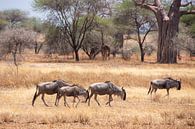 Gnoes op wandel in de savanne van Mickéle Godderis thumbnail