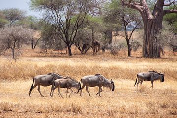 wildebeest on walk in the savannah by Mickéle Godderis