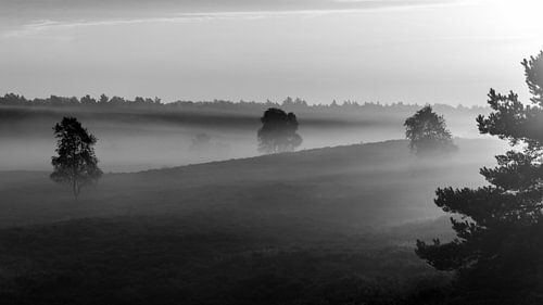 Zonsopgang boven de heide