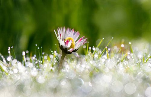 Madelief in veld met dauw 