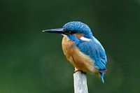 IJsvogel 2