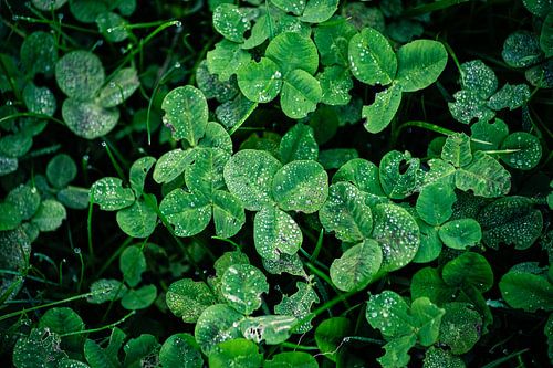 Trèfle avec gouttes de rosée en novembre sur Anna Koek