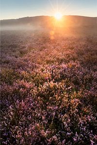 Magisches Licht, Brunssummerheide.