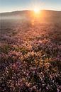 Magic light, Brunssummerheide. by peter reinders thumbnail