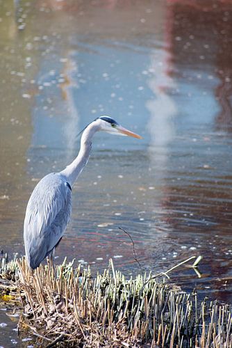 Blauwe reiger op uitkijk