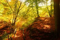 Herfst in het bos van Michel van Kooten thumbnail