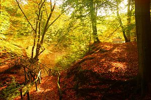 Herbst im Wald von Michel van Kooten