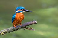 Kingfisher (Alcedo atthis) male sitting on a branch by Sjoerd van der Wal Photography thumbnail