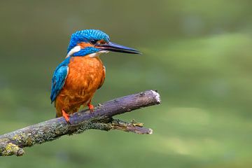 IJsvogel zittend op een tak met uitzicht op een kleine vijver