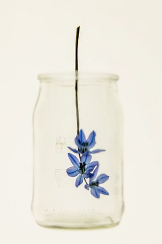 nature morte fleur bleue