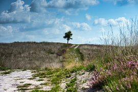 Weg zum einsamen Baum von Vague & Form
