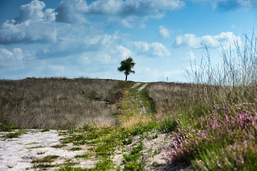 Weg zum einsamen Baum