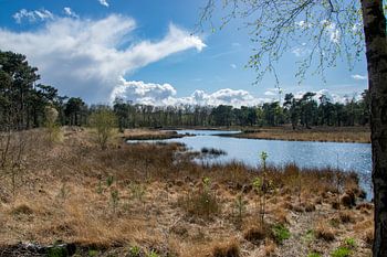 Prachtige foto van het natuur ven op de Looierheide