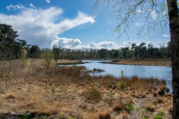 Schönes Foto des Naturmoores in der Looierheide von Kristof Leffelaer