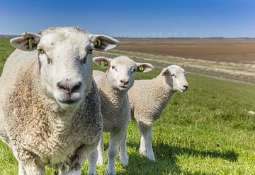 Schaf mit zwei Lämmern auf einem Deich von Marc Venema
