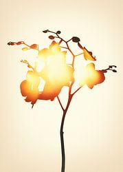 Schaduw van de orchidee