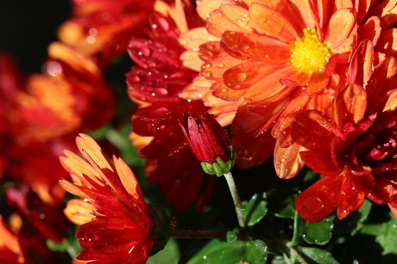 Chrysantenmosaic van Pim van der Horst