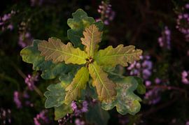 Ik groei! van Lisa Jansen