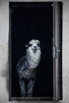 Cute alpaca peeks out of the door of the house welcoming you from the house
