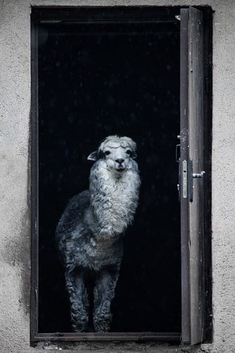 Schattige alpaca gluurt uit de deur van het huis om je te verwelkomen