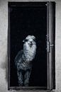 Cute alpaca peeks out of the door of the house welcoming you from the house by Michael Semenov thumbnail