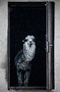 Schattige alpaca gluurt uit de deur van het huis om je te verwelkomen van Michael Semenov thumbnail