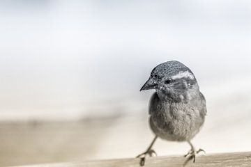 Young sparrow sur Fons Simons