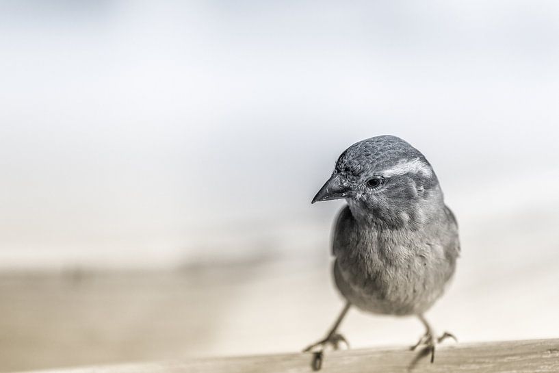 Young sparrow by Fons Simons