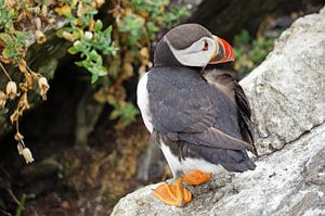 Papageitaucher auf der Insel Skellig Michael in Irland