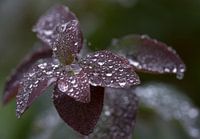 drops